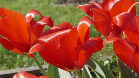 Bright-vibrant-red-flower-bulb-tulips-flutter-in-gentle-wind,-sunlight-shining