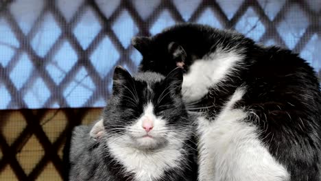 zwarte en witte katten zonnebaden.