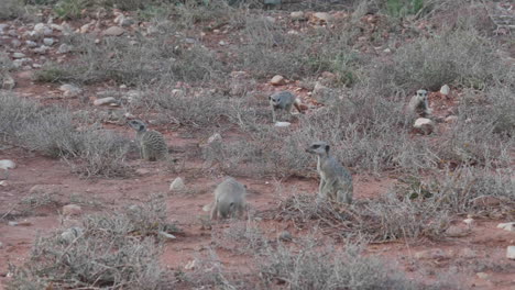 group of meerkats suricata suricatta small mongooses scratching the soil