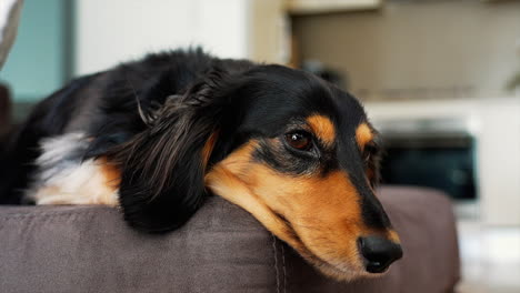 sausage dog relaxing on a brown sofa at home