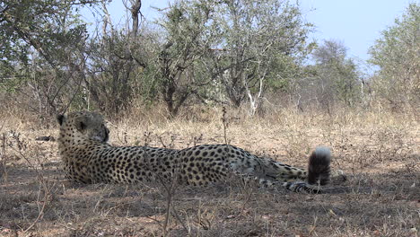 Cheetah-walks-and-lies-down-on-dry-ground-with-trees-in-background