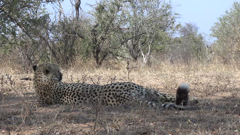 cheetah camina y se acuesta en suelo seco con árboles en segundo plano.