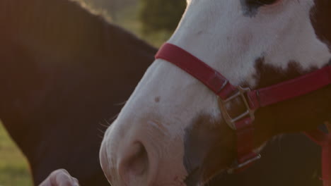 close up of brown and white and black horse standing outside in the light of the sunset