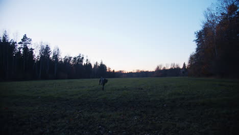 Perro-Busca-Una-Pelota-En-Un-Campo-Al-Atardecer