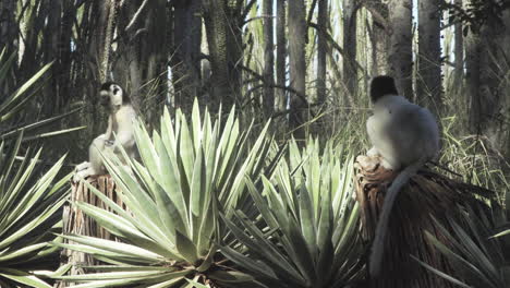 two-white-sifakas-sitting-in-yoga-posture-on-tree-stumps-in-madagascan-forest,-long-shot