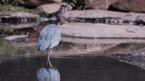 backside of a grey heron standing in a stream