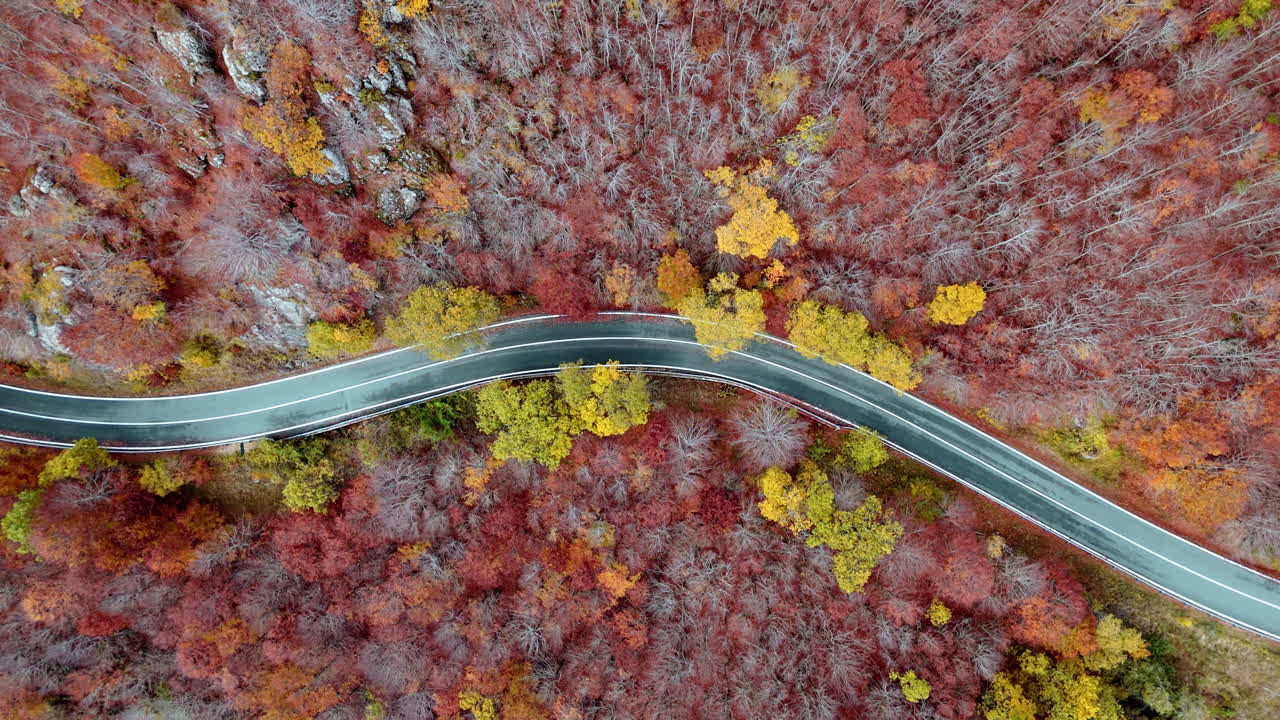 Aerial view of autumn forest and winding road, peaceful and colorful scene