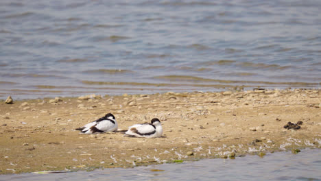 Wildenten-Stockentenmännchen,-Weibchen-Am-Seeufer-In-Den-Sumpfgebieten-Von-Lincolnshire