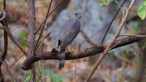 Alejándose-Para-Revelar-Esta-Hermosa-Rapaz-Posada-En-Una-Rama-En-Lo-Profundo-De-Un-Bosque-Seco,-Azor-Crestado-Accipiter-Trivirgatus,-Tailandia