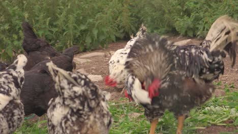 close up large rooster feeds alongside smaller hens