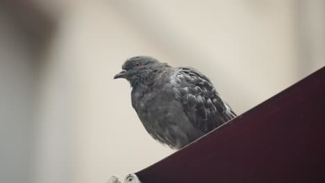 Feral-Pigeon-Perching-On-Inclined-Metal-And-Flying-Away-With-Blurred-Background-In-Venice,-Italy