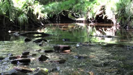 a stream with a lot of rocks in it