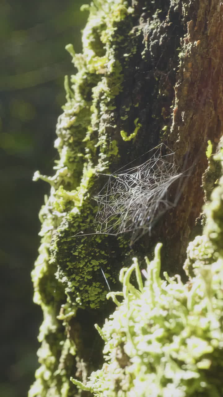 Spiderweb on Moss Covered Tree Trunk