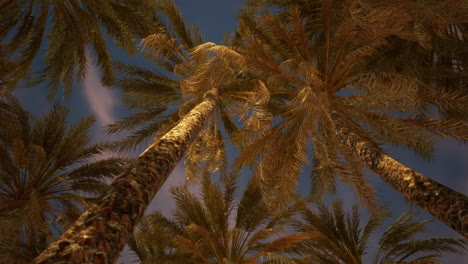 palmeras al atardecer