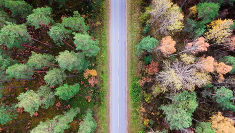 drone's bird's eye view captures an empty, colorful forest road amid the beauty of autumn