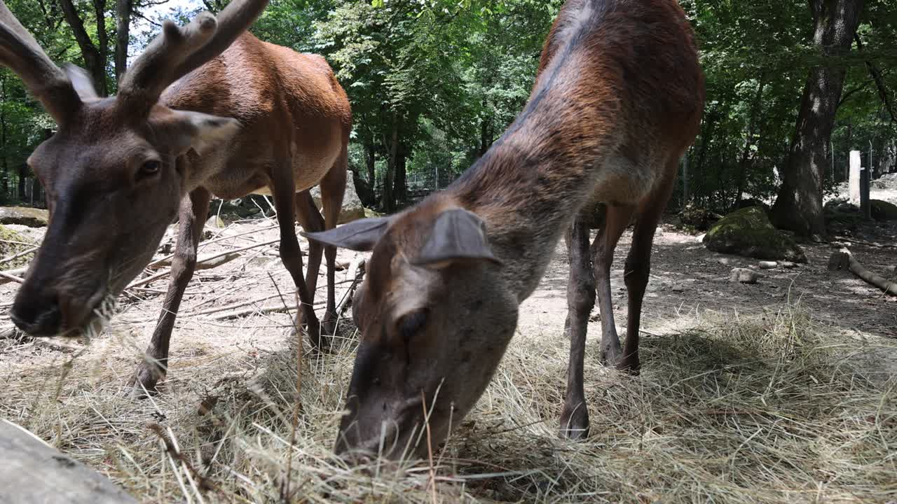 primer plano de una linda pareja de ciervos comiendo heno en zoología durante un día soleado, cámara lenta