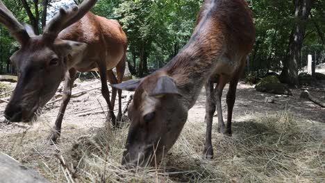 Cerca-De-Linda-Pareja-De-Ciervos-Comiendo-Heno-En-Zoología-Durante-El-Día-Soleado,-Cámara-Lenta