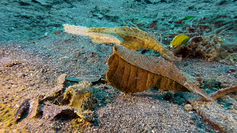 two robust ghost pipefish hovering head down over sandy seabed next to a matching color leaf