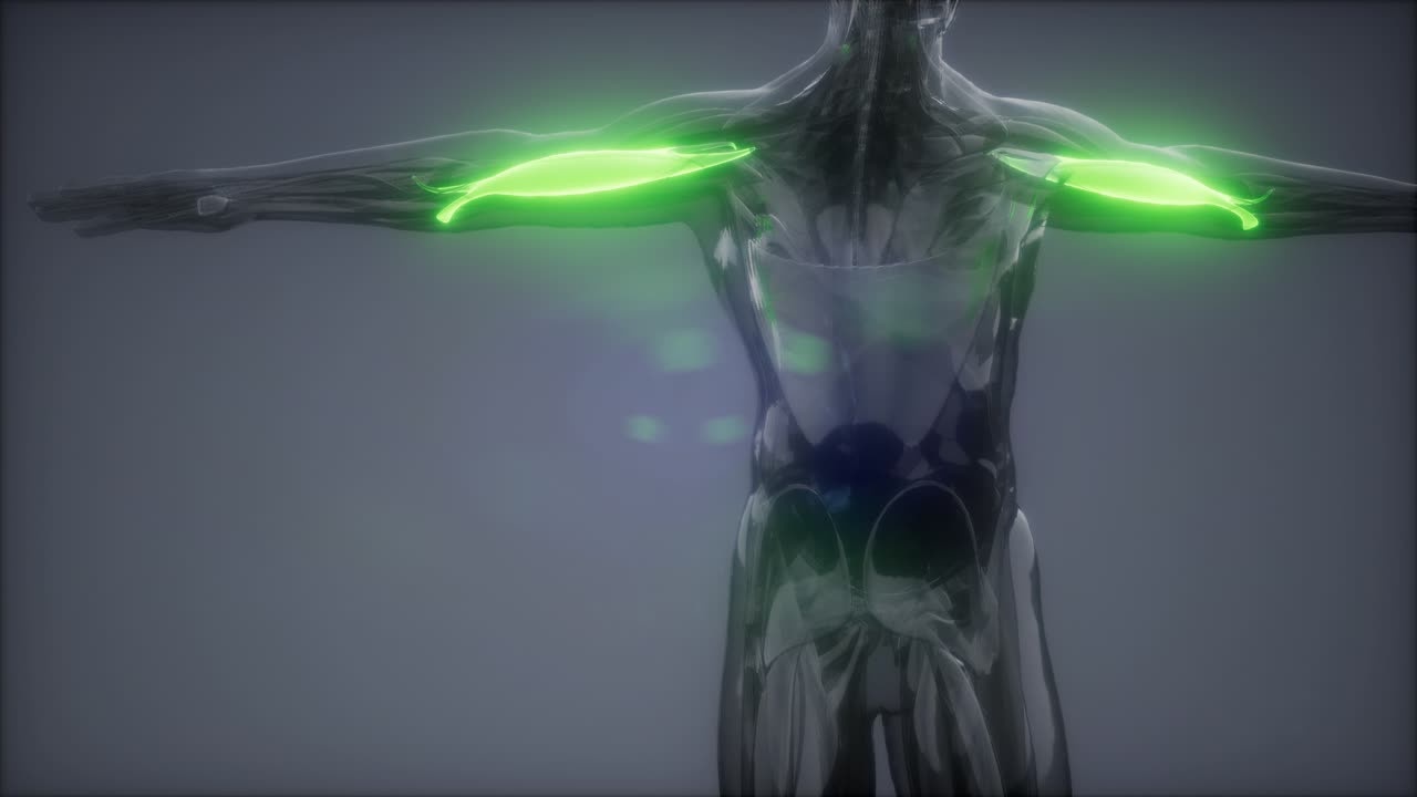 비 ⁇ 스 - 눈에 보이는 근육 해부학 지도