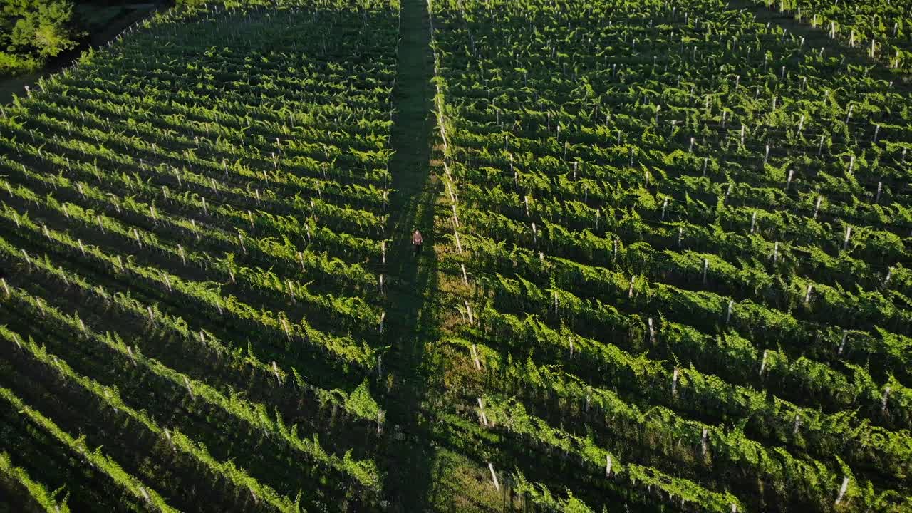 Uomo che cammina in un vigneto con uva da vino all'alba, vista aerea