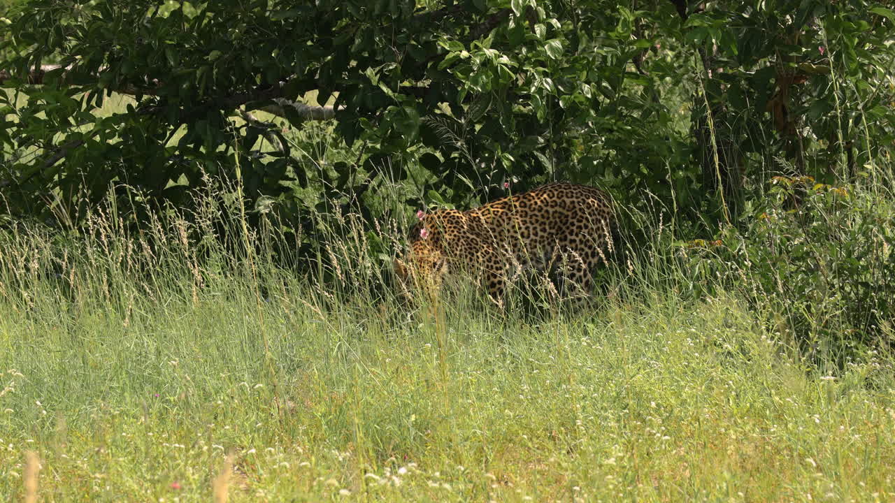 Uzun yeşil çalılıklar, otlar ve ağaçlar arasında yürüyen tek bir leopar, Sabi Sands Av Rezervi, Güney Afrika, yandan görünüm