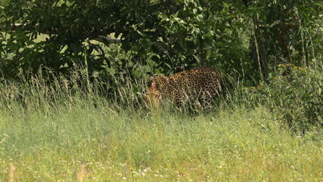 leopardo solo en hierba verde alta y árboles caminando, reserva de juego sabi sands, sudáfrica, vista de perfil