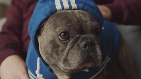 close up view of a dog with a blue sweatshirt and hood