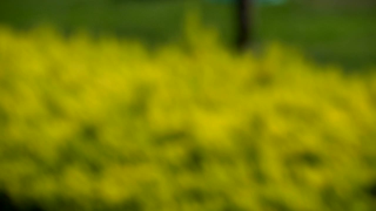 fondo bokeh (hojas verdes frescas)