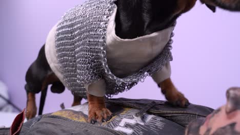 dachshund dog in knights helmet and chain mail jumps on mans chest, defeated enemy, slow motion. staged movie scene, animation entertaining program for festive events or weird pet games with owner