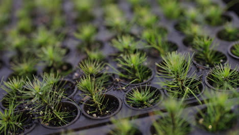 small seedlings in a greenhouse, close up of plants growing up, starting tiny, green trees, agriculture