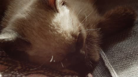 adorable sleeping kitten in the light of the setting sun