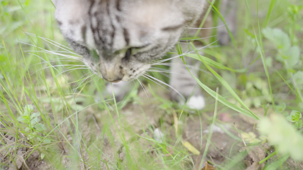 Beautiful grey striped stripes cat makes funny face eating grass disgusting slow motion 4K