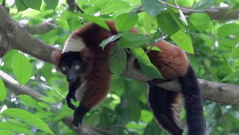 lémur rufo rojo en peligro de extinción acostado en la rama de un árbol