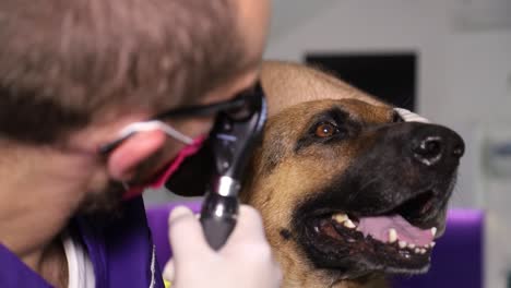 veterinarian examining a german shepherd dog