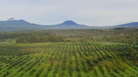drone: reveal of a avocado farm in michoacan mexico