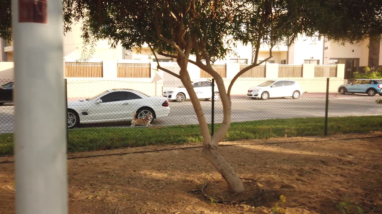 ручная замедленная съемка бигля, который бежит в восторге, увидев своего друга корги из-за забора