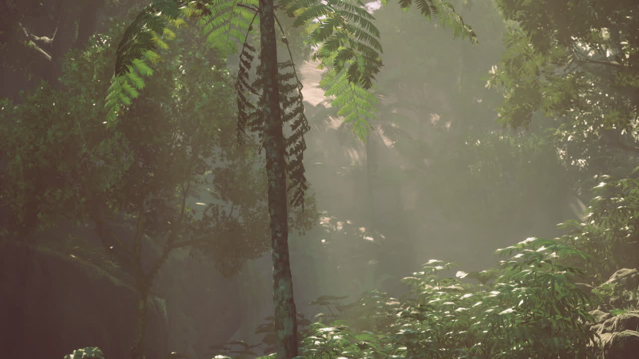 Lush greenery in tropical rainforest with soft sunlight filtering through