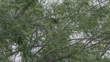 American-Pipit-bird-jumps-through-branches-in-tree