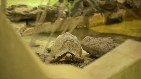 cute hermann’s tortoise resting in indoor reptile facility