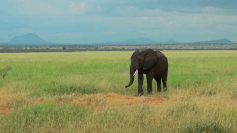 Un-Elefante-Pasta-En-Las-Llanuras-De-Africa