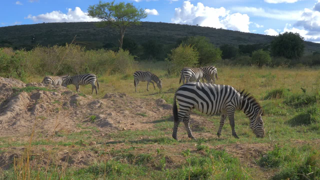 Zebre al pascolo in un safari africano Maasai Mara
