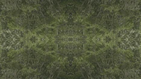 greenery kaleidoscope using forest imagery from wissahickon creek, philadelphia, #42