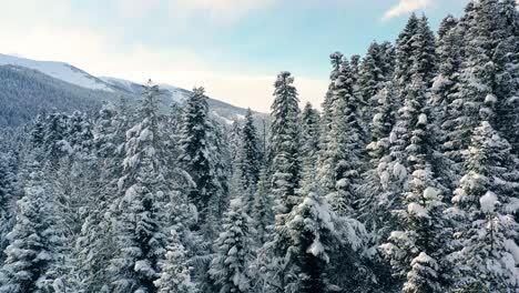 Beautiful-snow-scene-forest-in-winter.-Flying-over-of-pine-trees-covered-with-snow.