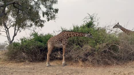dos jirafas de thornicroft (giraffa camelopardalis thornicrofti) comiendo hojas durante la estación seca en el parque nacional de luangwa del sur en zambia.