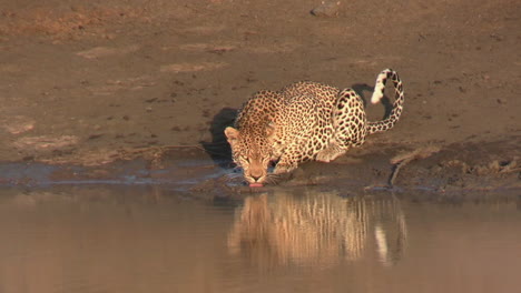 young leopard drinking water from pond in african wilderness