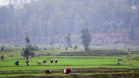 farmers working on fields in remote rural area, rwanda, africa