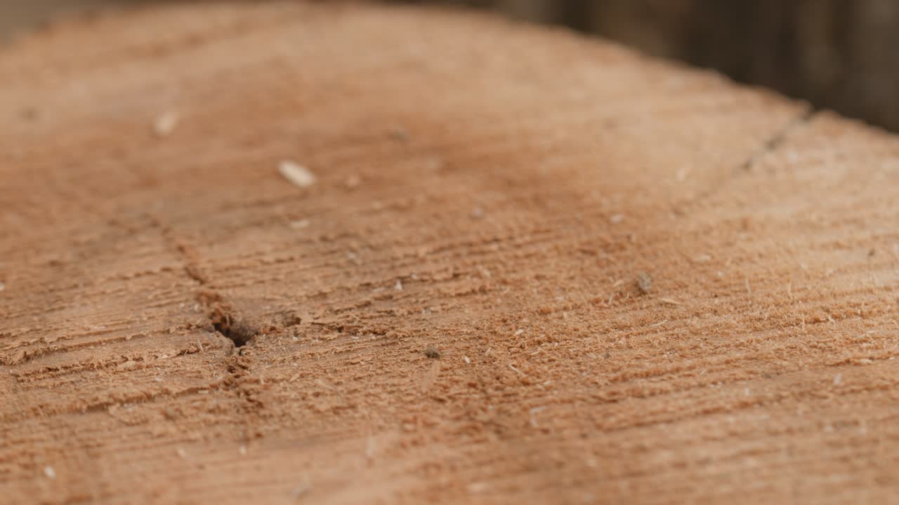 sección transversal de un árbol muy viejo con innumerables anillos de árbol demostrativos de la edad. gran pieza circular de sección transverse de madera con patrón de textura de anillo de árbol concéntrico y grietas