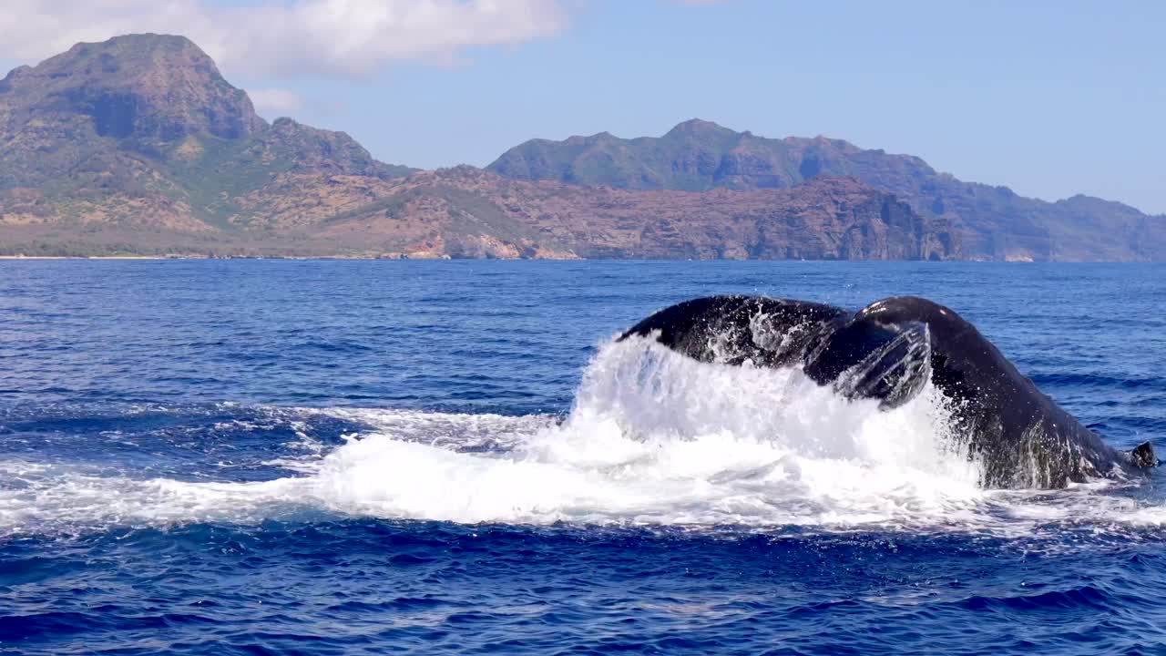 4K CGI aerial footage of humpback whales breaching in Hawaii—ideal for marine conservation, wildlife documentaries, and ocean nature visuals.