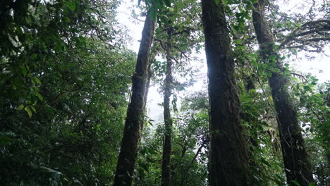 tiro panorâmico movendo-se pela exuberante floresta tropical verde olhando para o dossel