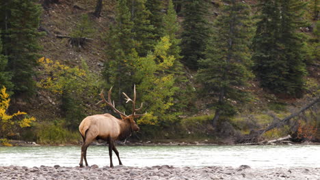 El-Alce-Toro-Herido-Camina-Torpemente-En-La-Orilla-Del-Río-Rocoso-Mientras-Tocan-Cornetas